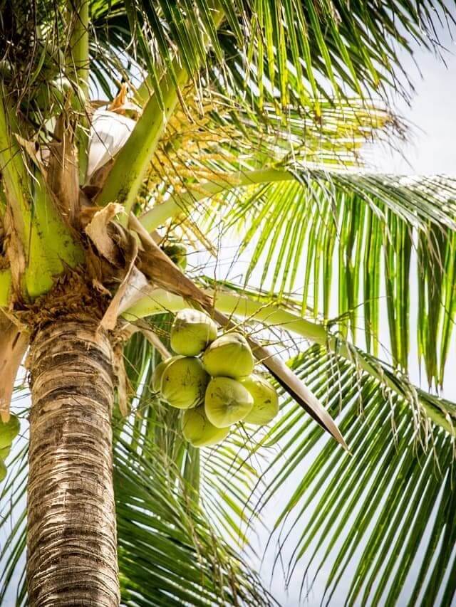 coco